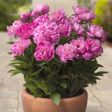 Paeonia Patio Peony Rome - Zwerg Edel-Pfingstrosen