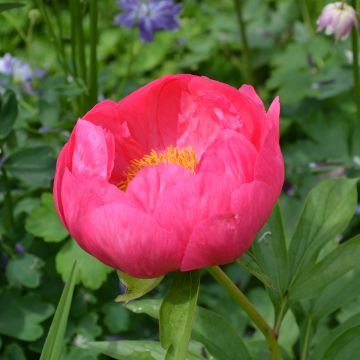 Paeonia lactiflora Coral Magic - Edel-Pfingstrosen