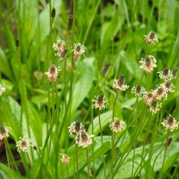 Spitz-Wegerich Bio - Ferme de Sainte Marthe - Plantago lanceolata