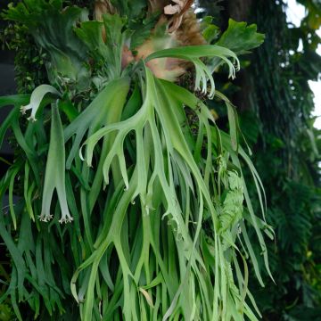 Geweihfarn - Platycerium bifurcatum