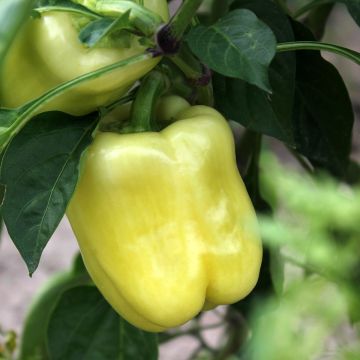 Paprika White Bell