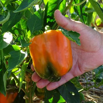 Paprika Oreny F1 (Pflanzen)