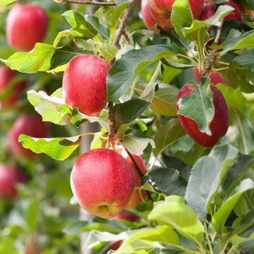 Apfelbaum Gala - Malus domestica