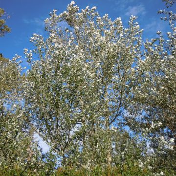Silber-Pappel Nivea - Populus alba