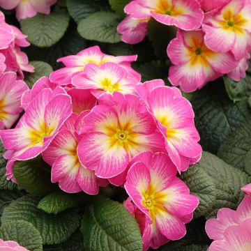 Primula Lipstick - Kissenprimel