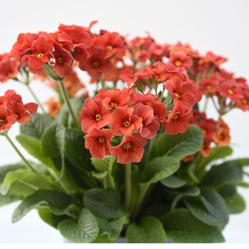 Hohe Schlüsselblume Cottage Shades - Primula