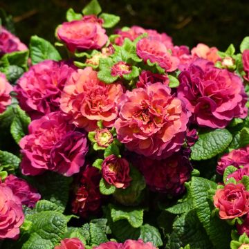 Primula Prima Belarina Carmen - Kissenprimel