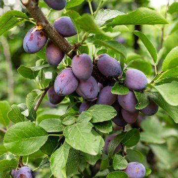 Pflaume Węgierka Zwykła - Prunus domestica