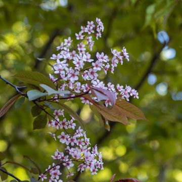 Gewöhnliche Trauben-Kirsche Colorata - Prunus padus