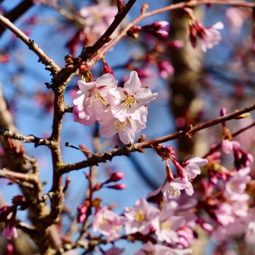 Kurilen-Kirsche Ruby - Prunus nipponica var. kurilensis
