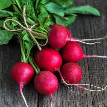 Rettich Rond rouge Raxe Bio Bio
