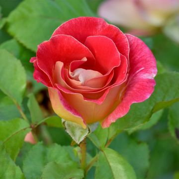 Rosa Aline Mayrisch Rose - Beetrose