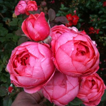 Rosier Parfuma Princesse de Jardin Marie José