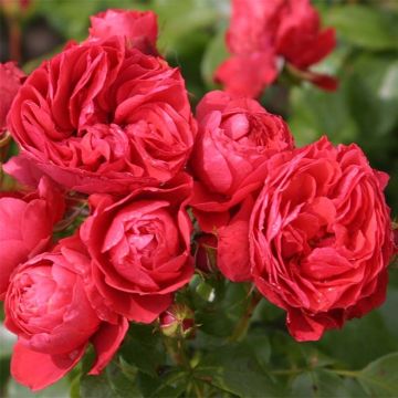 Rosa PATIO ROSE Cherry Girl - Beetrose