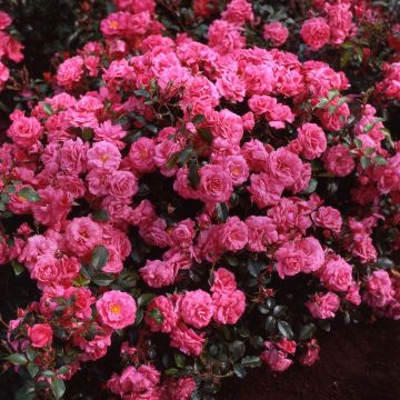 Rosa Urban Streetlight Rekord Pink Emely - Beetrose