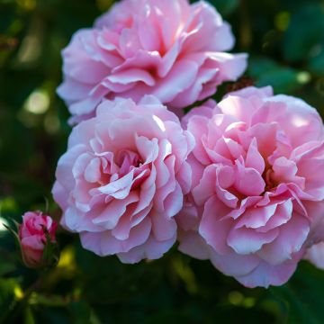Rosa Botticelli - Beetrose
