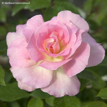 Rosa Charles Aznavour - Beetrose