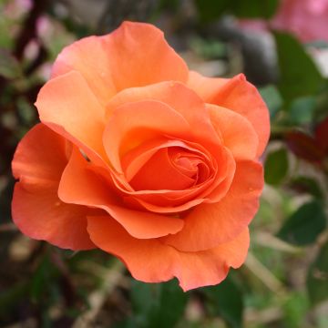 Rosa Orange Sensation - Beetrose