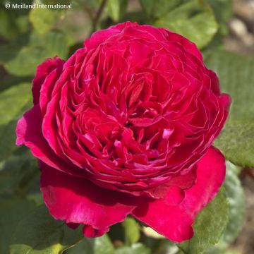 Rosa Alain Souchon - Edelrose