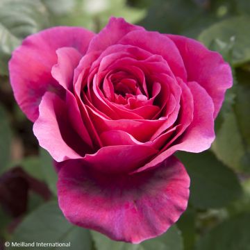 Rosa Charlotte Rampling - Edelrose