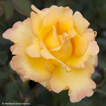 Rosa Eureka - Edelrose