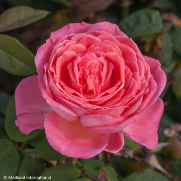 Rosa Liv Tyler - Edelrose