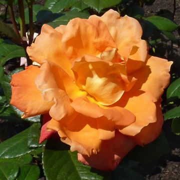 Rosa Louis de Funes - Edelrose