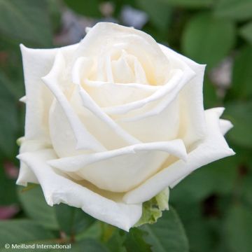 Rosa Metropolitan - Edelrose