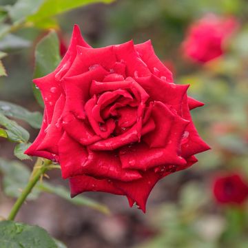 Rosa Mister Lincoln - Edelrose