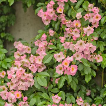Rosier ancien Ballerina