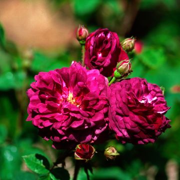 Rosa gallica Cardinal de Richelieu - Essig-Rose