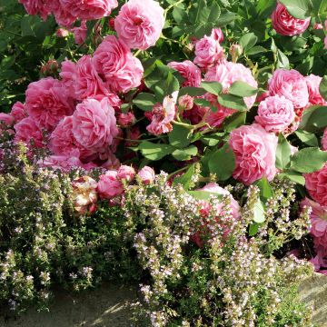 Rosier Ancien Louise Odier - Rosa (x) Bourbon