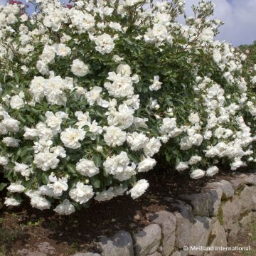 Rosa Blanc Meillandecor - Bodendecker-Rose
