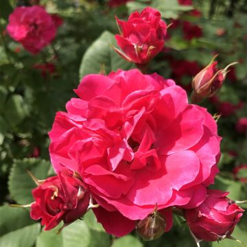 Rosa Cerise Bouquet - Strauchrose