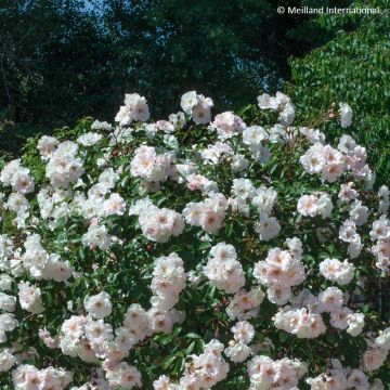 Rosa Ice Meillandecor - Bodendecker-Rose