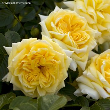Rosa Nadia Meillandecor - Bodendecker-Rose