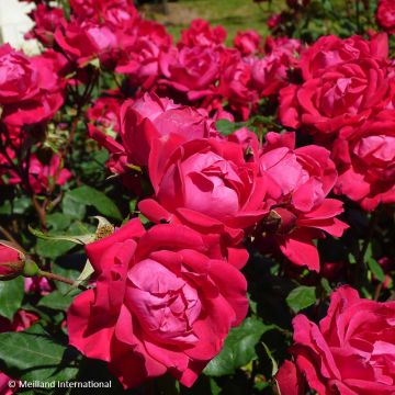 Rosa Double Knock Out - Bodendecker-Rose