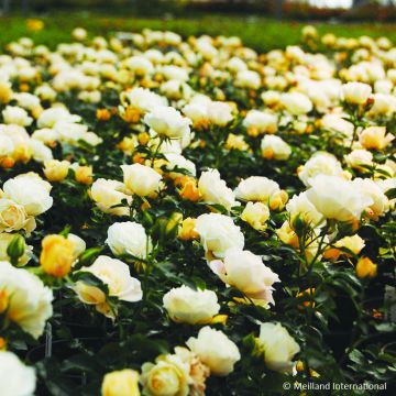 Rosa Popcorn Drift - Bodendecker-Rose
