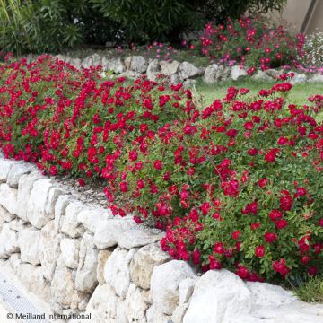 Rosa Red Drift - Bodendecker-Rose