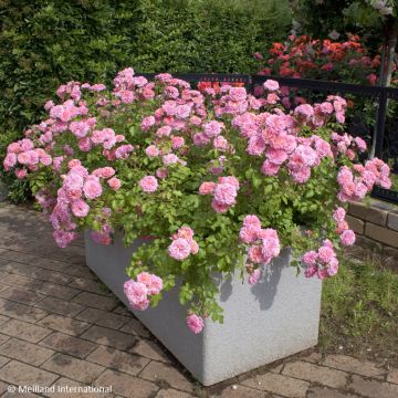 Rosa Sweet Drift - Bodendecker-Rose