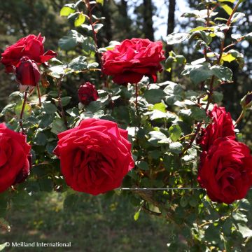 Rosa Edith Piaf - Kletterrose