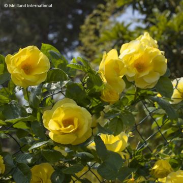 Rosa Happiness - Kletterrose