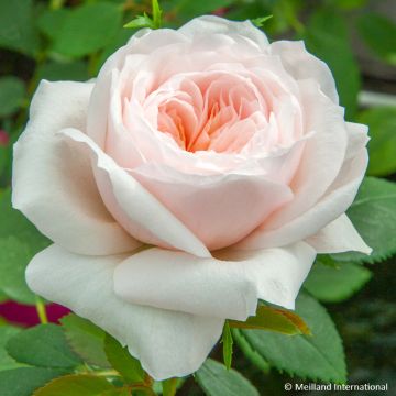 Rosa Sabrina - Kletterrose