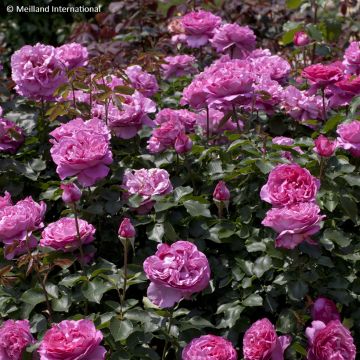 Rosa Yves Piaget - Kletterrose