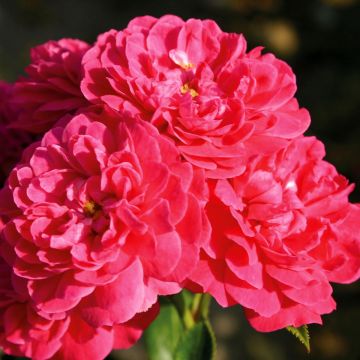 Rosa polyantha Lilliputs Roxy - Zwerg-Parkrose