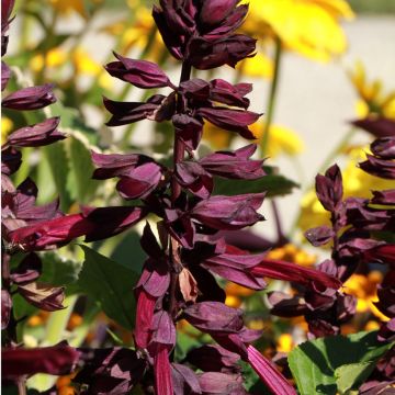 Salvia guaranitica Amante - Guarani-Salbei