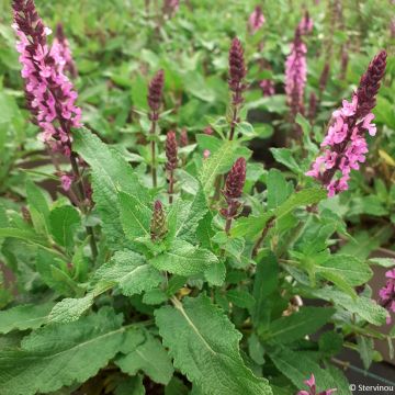 Salvia nemorosa Midnight Rose - Steppen-Salbei