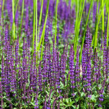 Salvia nemorosa Ostfriesland - Steppen-Salbei Salvia nemorosa Ostfriesland - Steppen-Salbei