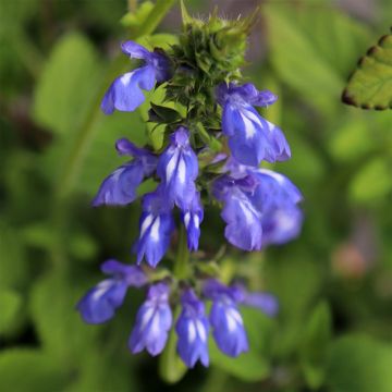 Salvia setulosa - Salbei