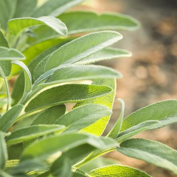 Echter Salbei BIO (Samen) - Salvia officinalis